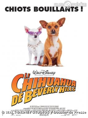 Affiche : Le Chihuahua de Beverly Hills