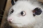 Vidéobuzz : Heidi, l'opossum qui louche et qui fascine l'Allemagne