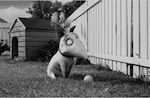 Bande-annonce : "Frankenweenie", l'enfance de Frankenstein en noir et blanc par Tim Burton