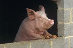 Après Paul le poulpe, un cochon ukrainien va prédire les résultats de l'Euro 2012