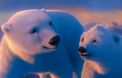 Les ours de Coca-Cola, version longue, janvier 2013.
