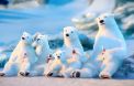 Les ours de Coca-Cola, janvier 2013.