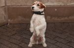 Uggie, le chien de "The Artist", va partir à la retraite !