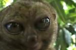 Vidéobuzz : un lémurien qui fait les gros yeux