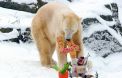 L'ours Knut