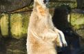 L'ours Knut
