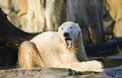 L'ours Knut