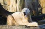 Le médiatique ours Knut est mort