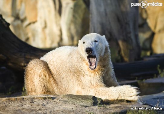L'ours Knut