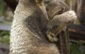 L'ours Knut