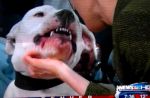 Une animatrice mordue au visage par un chien en direct