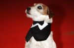Une chaîne de télévision pour les chiens aux Etats-Unis