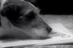 Uggie, le chien de "The Artist", sort ses mémoires !