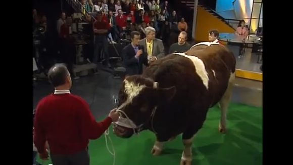 Un taureau sur le plateau de "Coucou, c'est nous"