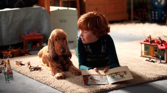 Audiences : "Boule et Bill" en tête sur TF1, bon retour pour "Les Enquêtes de Murdoch", Arte en forme