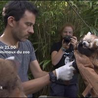 "Les animaux du zoo" : La saison 2 arrive ce soir sur France 4, 3 ans après la première