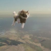 Pub : Une assurance suédoise fait sauter des chats en parachute !