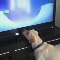 La chaîne de télévision pour chiens DOGTV débarque en France