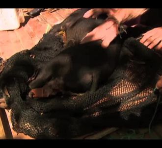 Un cochon tué dans 'The Island'.