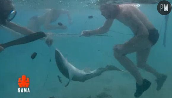 Cette saison, un requin pris au piège a eu la vie sauve