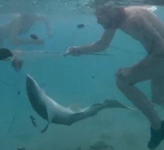 Cette saison, un requin pris au piège a eu la vie sauve