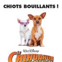 Affiche : Le Chihuahua de Beverly Hills