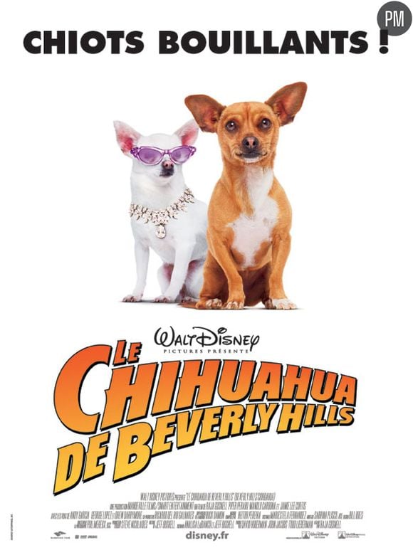 Affiche : Le Chihuahua de Beverly Hills