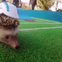 Super Bowl : pepsi recrute des animaux trop mignons