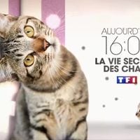 Valérie Damidot raconte "La vie secrète des chats" cet après-midi sur TF1