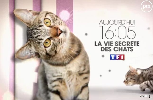 Valerie Damidot Raconte La Vie Secrete Des Chats Cet Apres Midi Sur Tf1 Puremedias