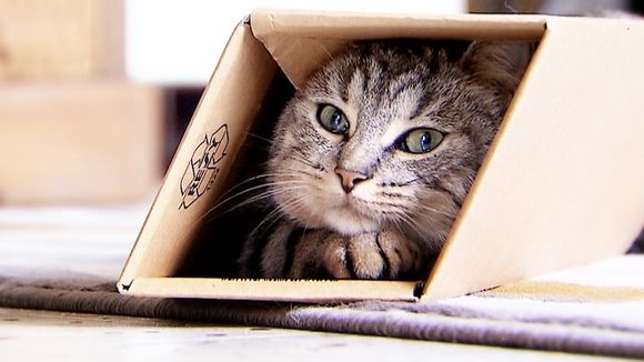 Audiences : "La vie secrète des chats" avec Valérie Damidot démarre bien sur TF1