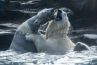 Audiences access 19h : Nagui mène la danse, Cyril Lignac en hausse, &quot;Une saison au zoo&quot; au plus haut