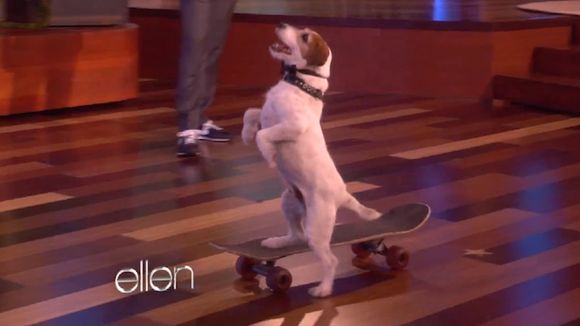 Uggie, le chien de "The Artist", fait du skateboard chez Ellen DeGeneres