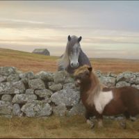 Plus de deux millions de vues pour le poney qui fait du moonwalk