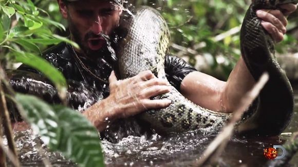"Eaten Alive" : Un homme avalé vivant par un anaconda dans un doc de Discovery