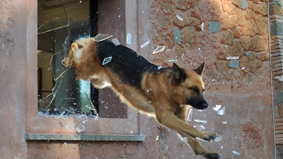 "Rex" : Le chien policier bientôt sur France 3... en prime-time !
