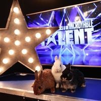 "La France a un incroyable talent" : Le tournage de la saison 15 reporté en raison d'un cas de COVID-19