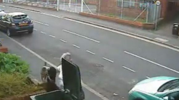 Polémique en Angleterre après la vidéo d'une femme jetant un chat à la poubelle