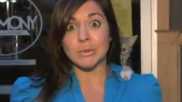 Zapping : Une journaliste surprise par un chat en plein direct