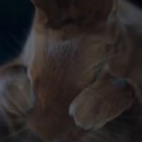 Après l'ours, Canal+ met en scène un lapin dans sa nouvelle publicité