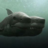 NRJ 12 diffuse un improbable téléfilm avec un "requin à deux têtes"