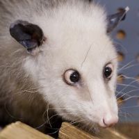 Heidi l'opossum est morte