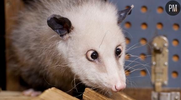 Heidi l'opossum