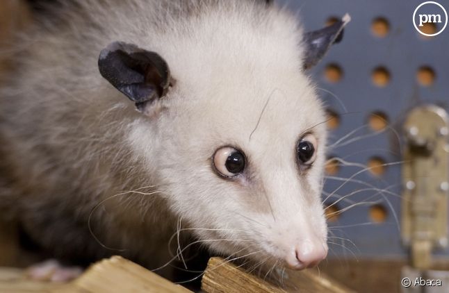 Heidi l'opossum