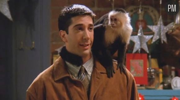 Le tournage de la série "Friends" avec le capucin Marcel a été très difficile