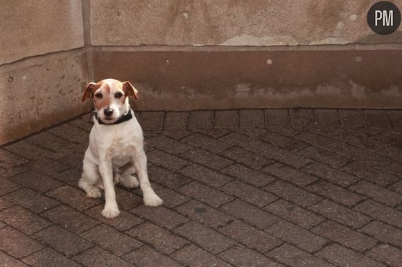 Uggie, le chien de "The Artist".