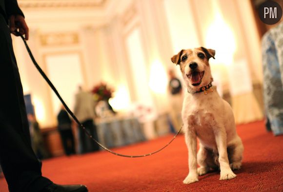 Uggie, chien-acteur.