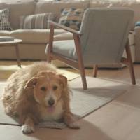 Pub : IKEA présente le chien Bouboule