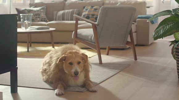 Pub : IKEA présente le chien Bouboule