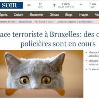 Attentats : Les réseaux sociaux belges inondés d'images de chats pour ne pas gêner les opérations